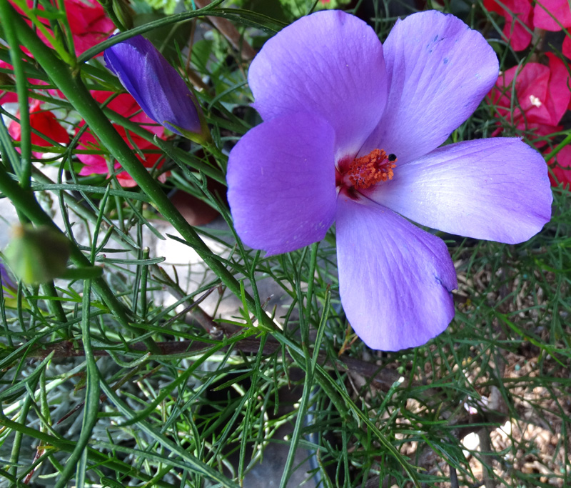 Alyogyne eFlora of India